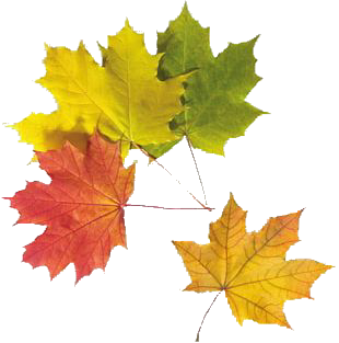 autumn leaves 